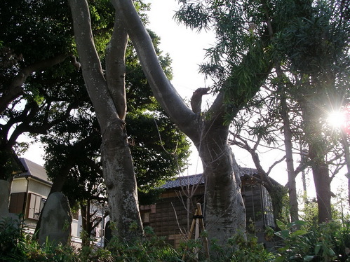 和田一族の墓.jpg